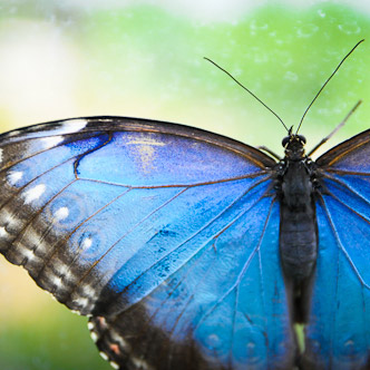close up shot of blue butterfly wings.