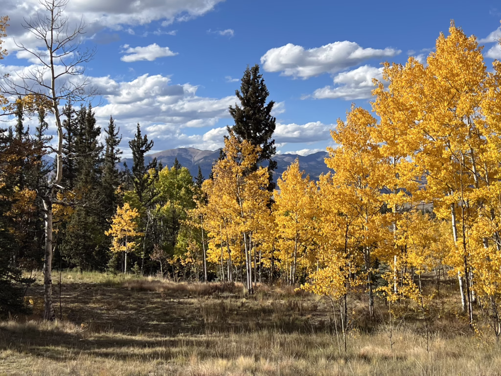 Fall, the Metal element, and grief — Chinese medicine support at Acupuncture Denver