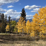 Fall, the Metal element, and grief — Chinese medicine support at Acupuncture Denver